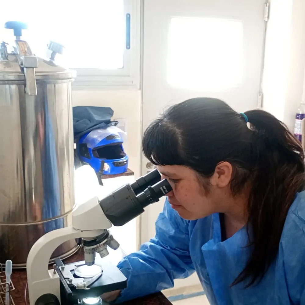 Veterinaria que analiza una muestra en el microscopio para detectar parásitos de triquinosis.