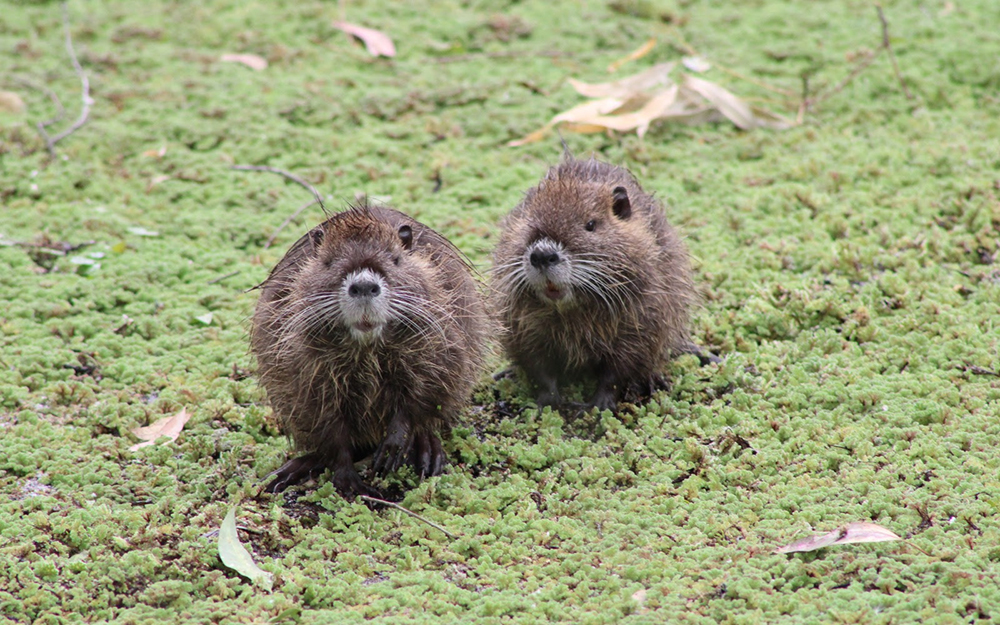Coipos y comadrejas, los nuevos habitantes de la Reserva de Maschwitz