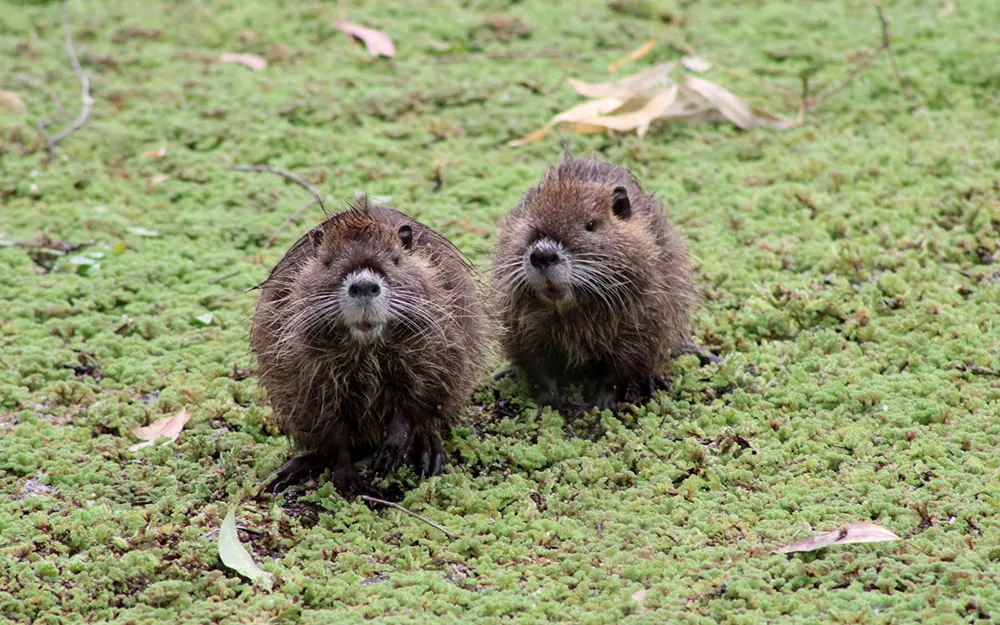 Coipos y comadrejas, los nuevos habitantes de la Reserva de Maschwitz