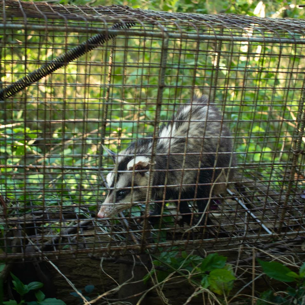 La comadreja llegando a la Reserva de Maschwitz para su reinserción en el ambiente natural.