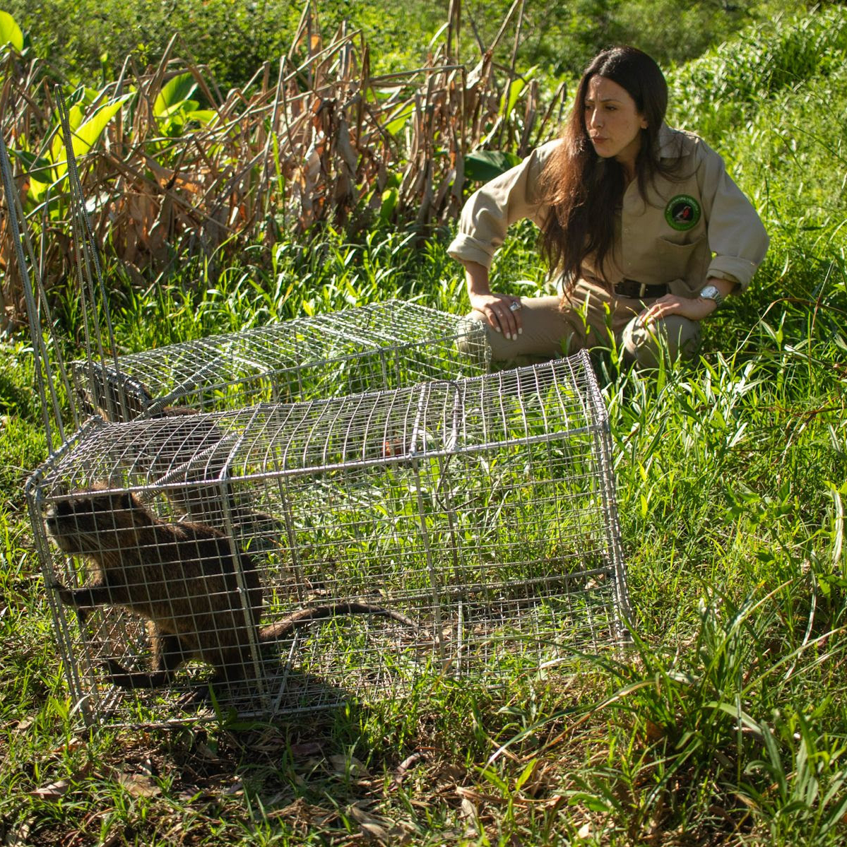El coipo adaptándose a su nuevo hábitat en la laguna principal de la Reserva de Maschwitz.