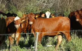 Foto referencial de vacas en un corral