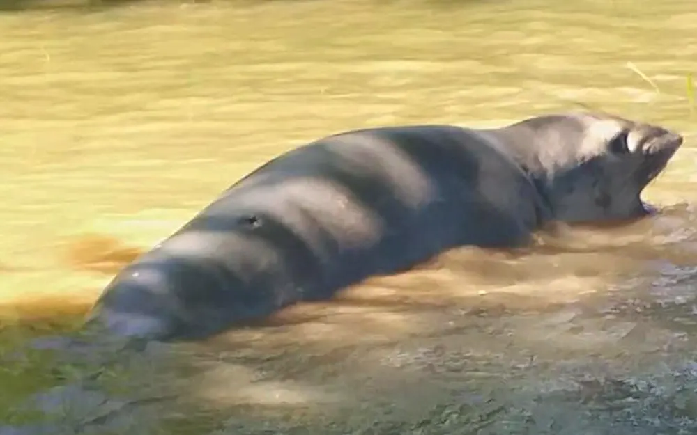 Sorpresa en el Paraná de las Palmas por la aparición de un elefante marino