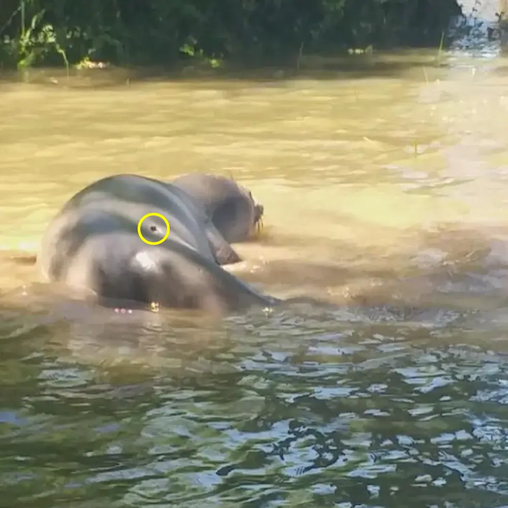 Un elefante marino con un orificio en su lomo fue visto en la orilla del Paran&aacute;.