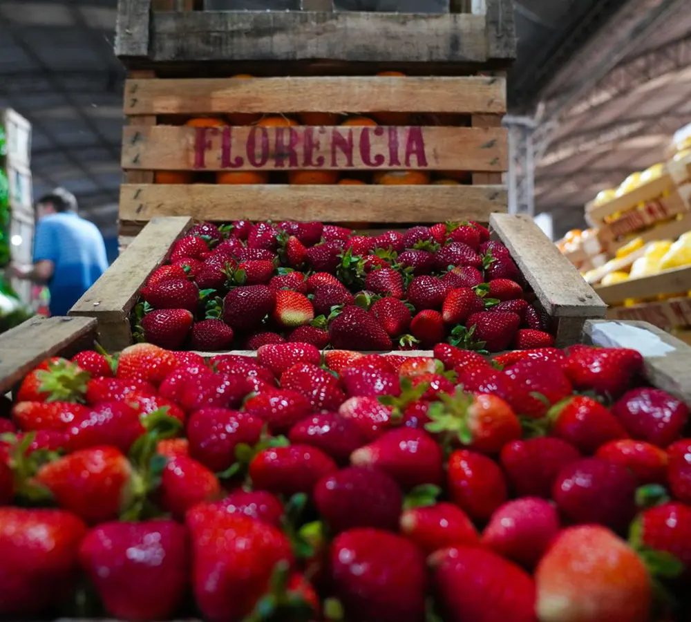 Escobar es el principal punto de producción y distribución de frutillas de la zona norte del AMBA.