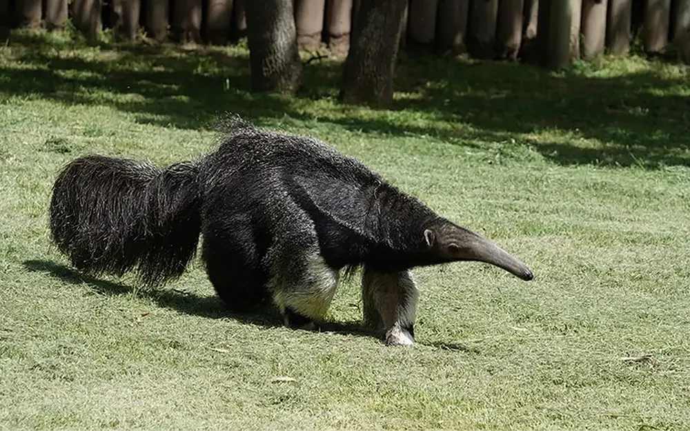 El oso hormiguero gigante que encontró un nuevo hogar en Temaikèn