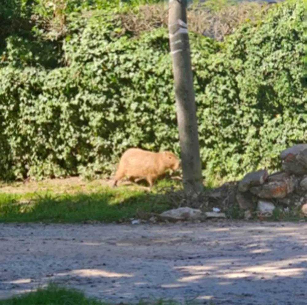 El carpincho visto el lunes en pleno centro de la localidad de Maschwitz.