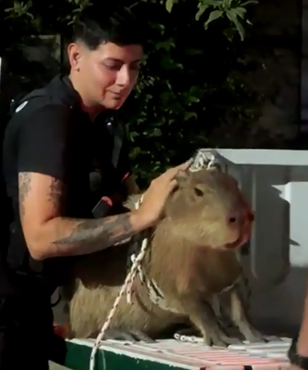 Un agente de la Polic&iacute;a Municipal retiene al carpincho en la caja del patrullero