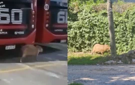 Dos carpinchos fueron vistos esta semana en Ingeniero Maschwitz