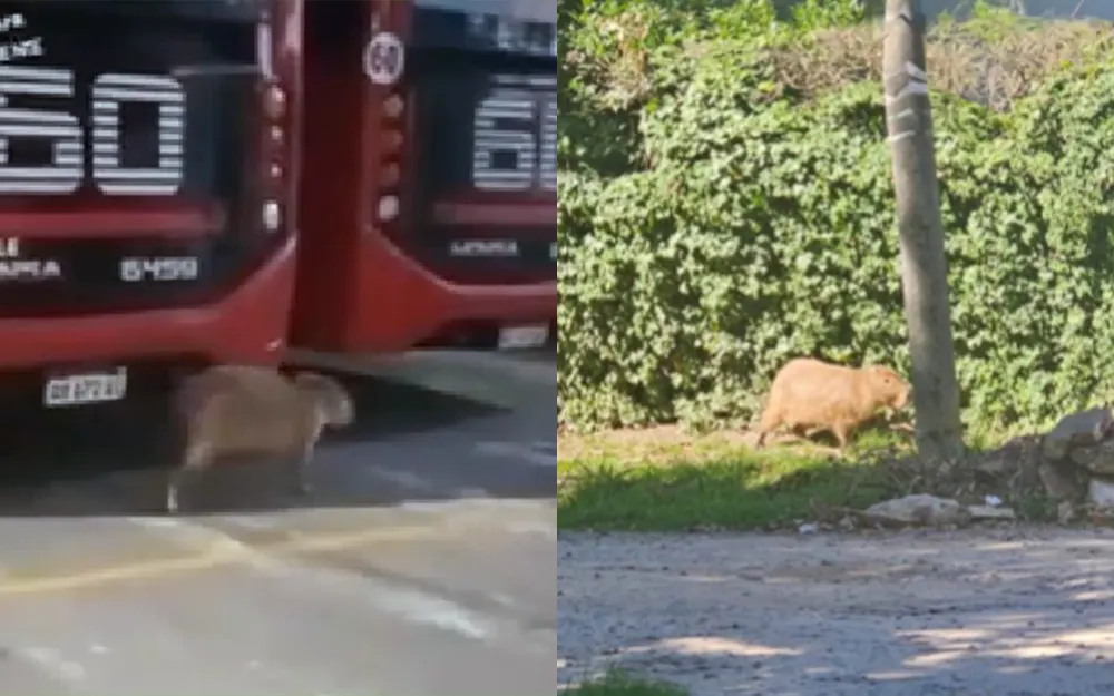 Sorpresa y curiosidad: dos carpinchos aparecieron en zonas urbanas de Maschwitz