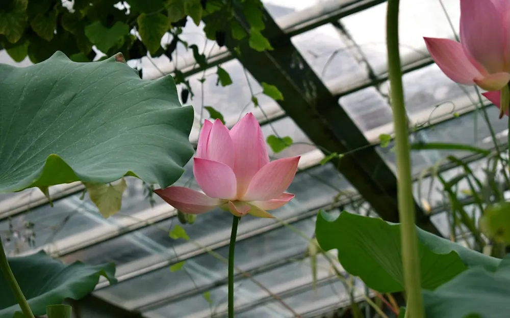 Escobar florece todo el año: cómo el legado de la Fiesta de la Flor se volvió negocio y estilo de vida