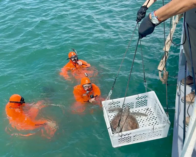 Tres nadadores de rescate de la Prefectura custodiaron que la maniobra de dejar a Ramona en el mar se realizara sin riesgos.