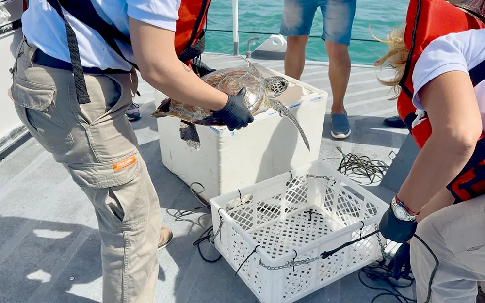 El emotivo regreso al mar de Ramona, la tortuga rehabilitada en Temaikèn