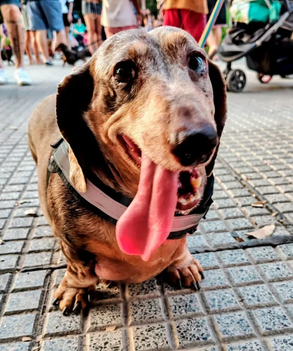 Perros Saslchichas .