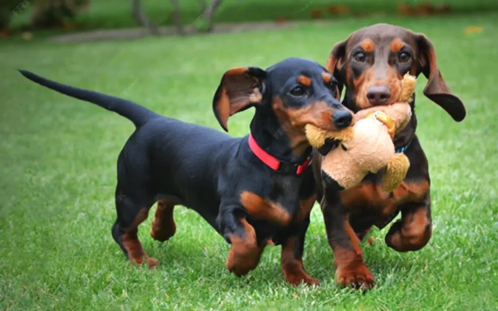 Garín tendrá su propia juntada de perros salchicha en plaza La Pérgola