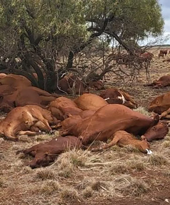 Ganado enferno con la fiebre aftosa