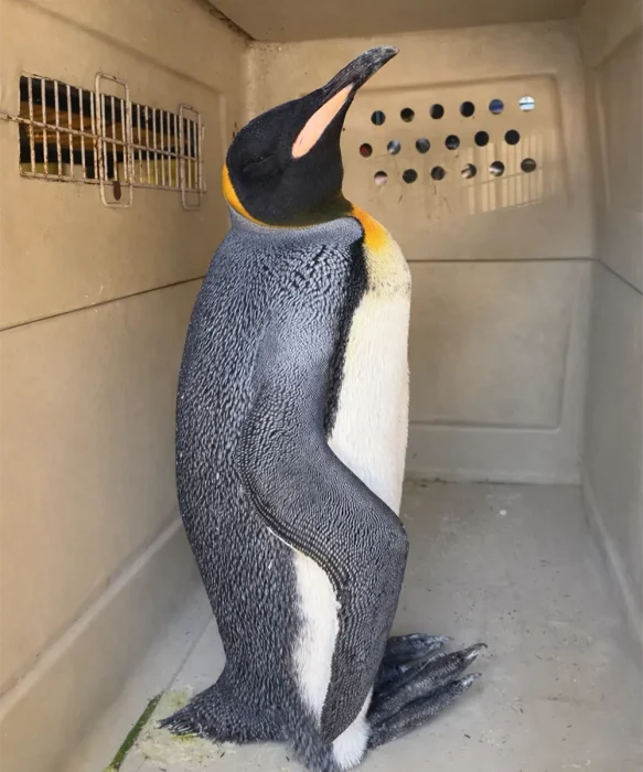 Hallaron un ping&uuml;ino rey en el R&iacute;o de la Plata, momento que fue trasladado a Temaik&egrave;n