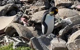 Hallaron un pingüino rey en el Río de la Plata y lo trasladaron a Temaikèn