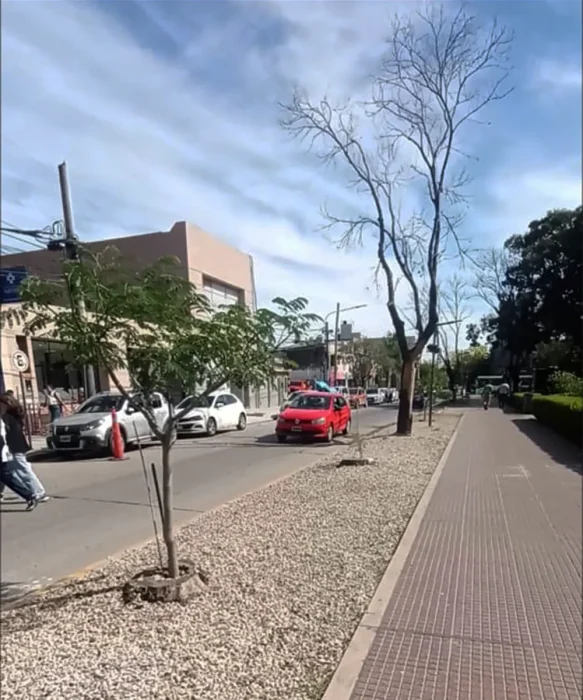 Nuevos árboles plantados sobre la vereda de la calle Asborno.