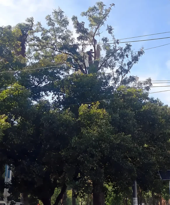 Poda de arboles tras la tormeta en Escobar