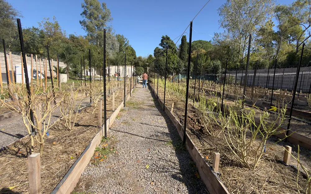 Clausuran un cultivo de marihuana no autorizado en Loma Verde