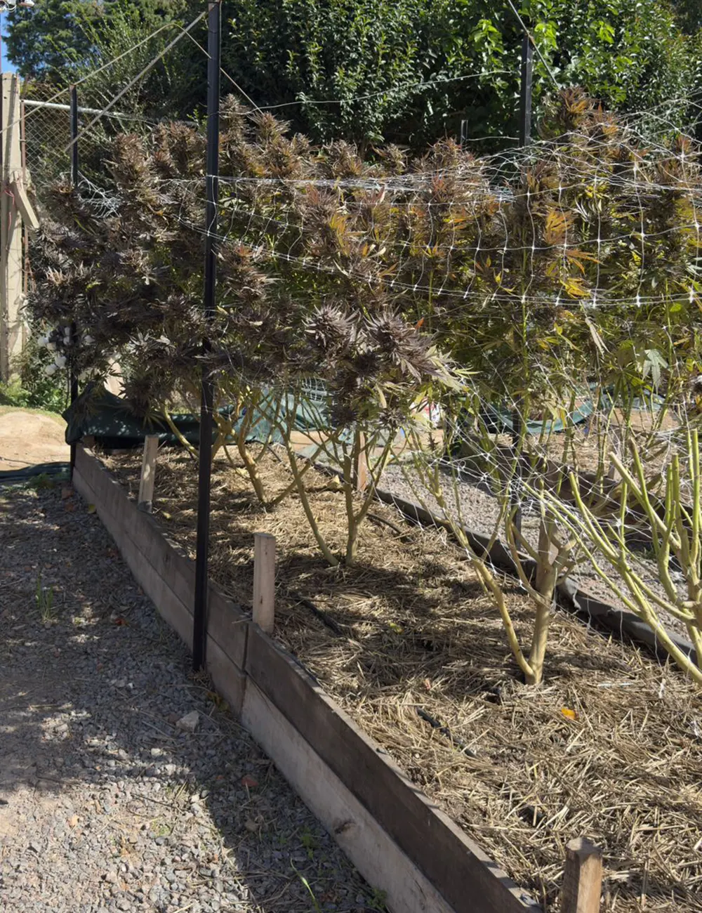 Plantaciones de marihuana en la asociaci&oacute;n de Cultivo Verde.