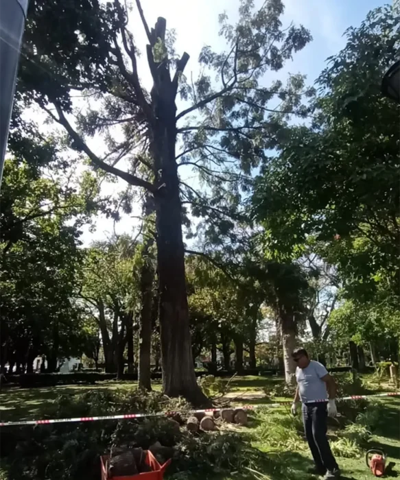 El arbol quedo sin su frondoza copa