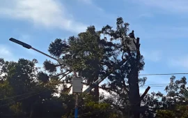 Poda de arboles en la plaza General San Martin
