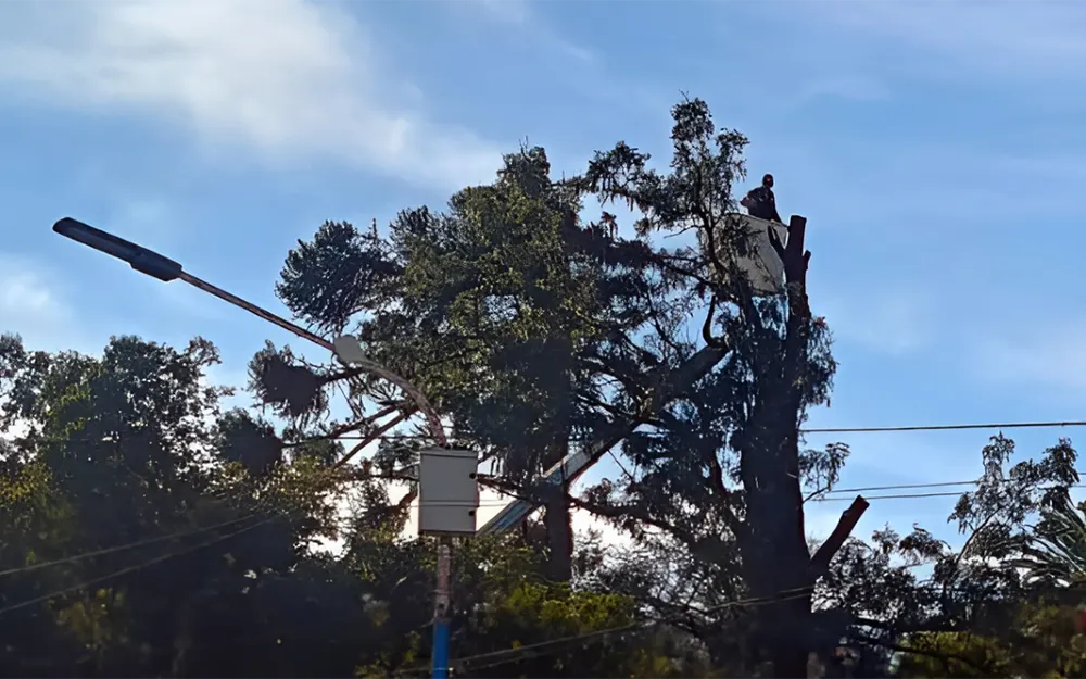 Poda de arboles en la plaza General San Martin