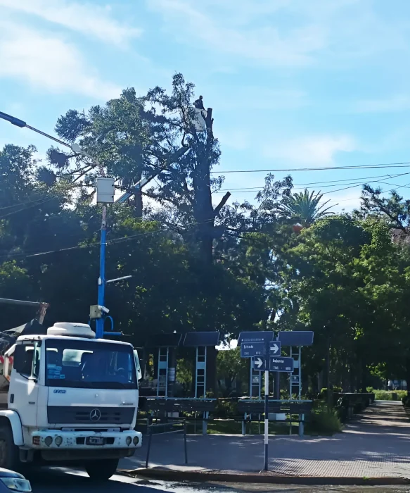 Poda de ramas quebradas