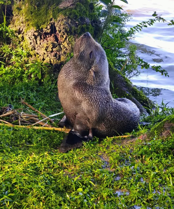 El lobo marino presentaba signos de debilitamiento al momento de ser hallado sobre la costa.
