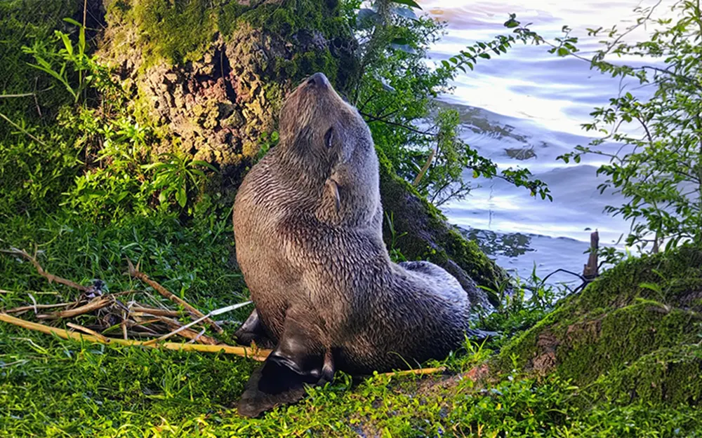 Lobo marino Loba marino visto en la costa del Paraná de las Palmas.