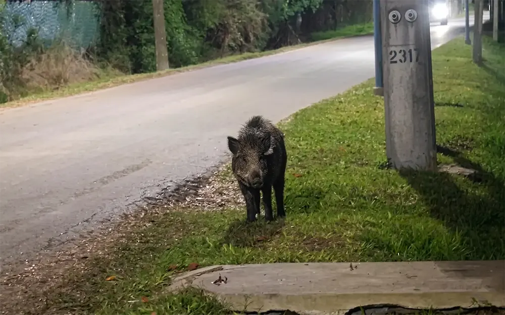 Alerta en Escobar por la aparición de un jabalí suelto en una zona urbana