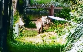 Puma rondeando el barrio El Cazador