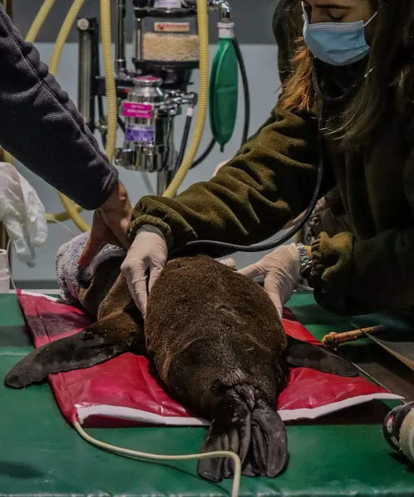 El ejemplar permanecer&aacute; bajo seguimiento veterinario.
