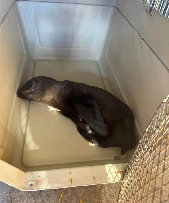 El lobo marino fue trasladado al Centro de Recuperaci&oacute;n de Especies de Temaik&eacute;n