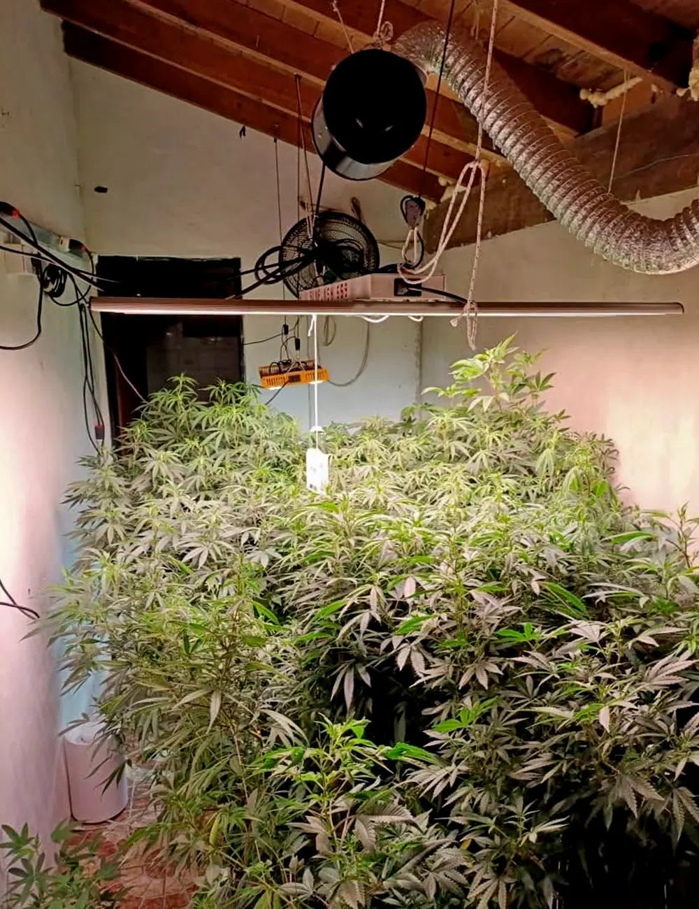 El sistema indoor encontrado en una vivienda de El Cazador.