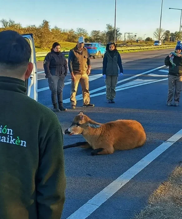 Un ciervo de los pantanos tras aparecer herido en la Panamericana.