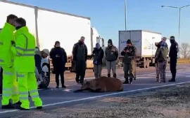 Ciervo de los panteanos herido sobre Panamericana