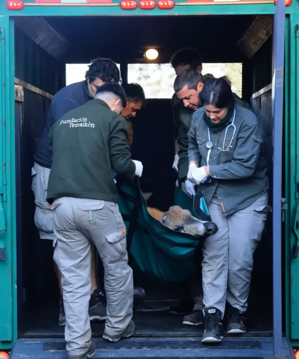 El ciervo es trasladado a Temaik&egrave;n