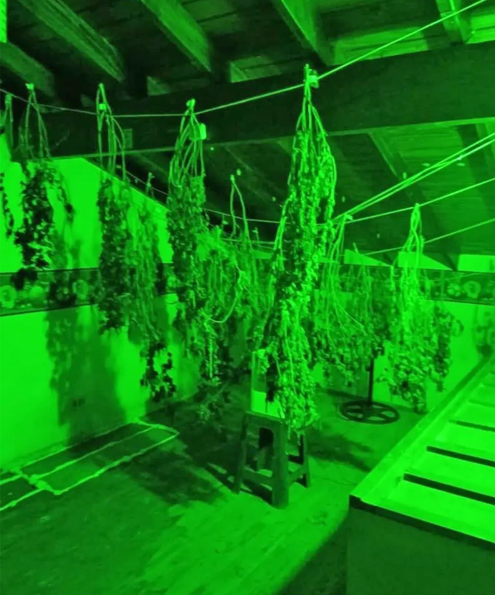 Plantas de marihuana en proceso de secado
