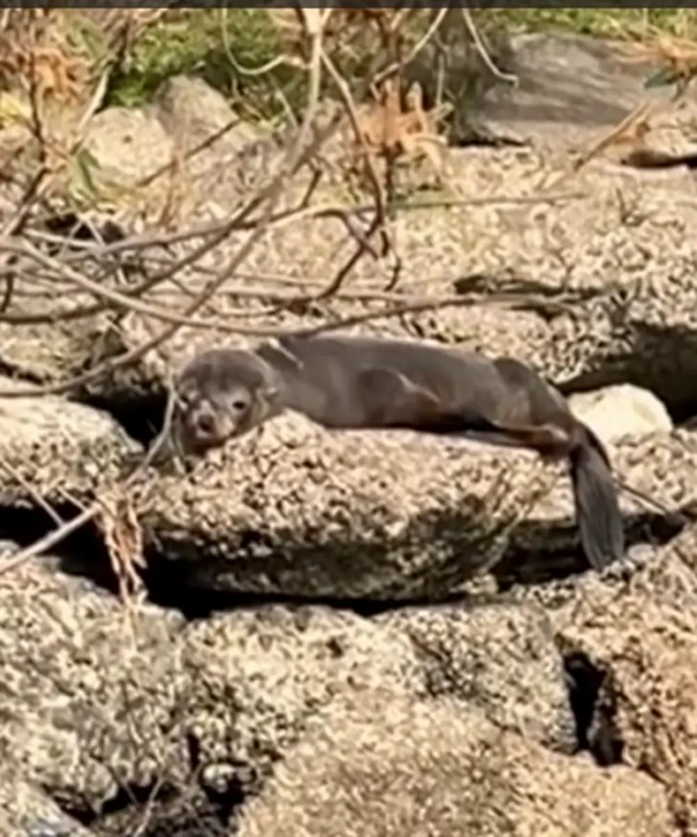 el lobo marino a orillas del r&iacute;o, sobre unas piedras