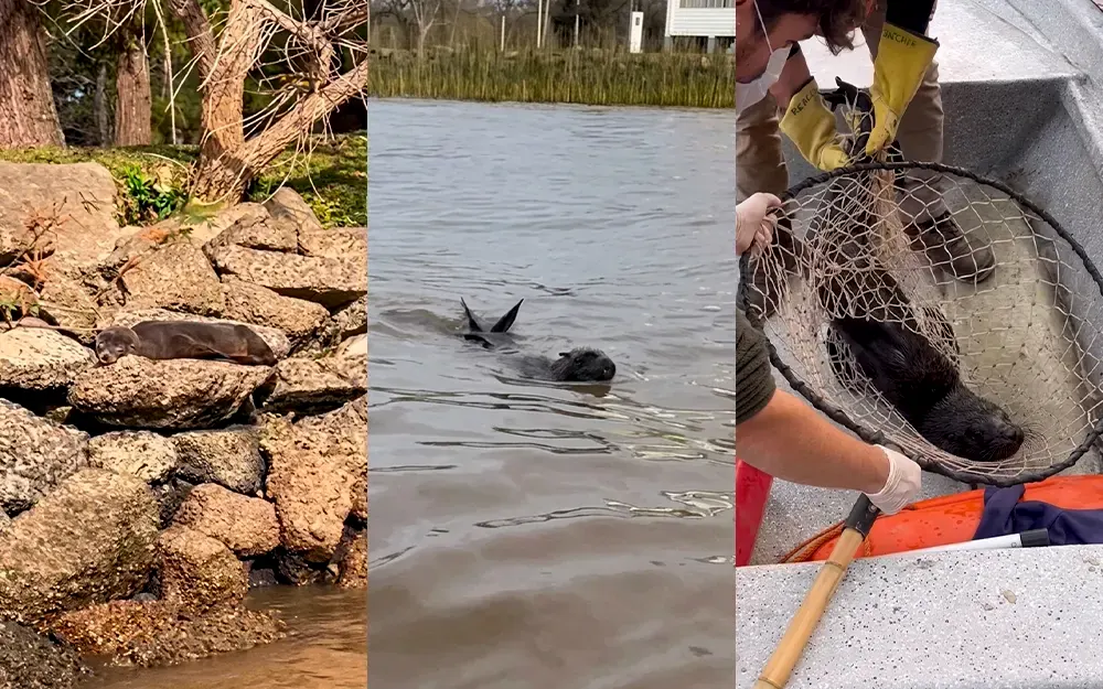 Rescatan a un lobo marino perdido en el río Paraná de las Palmas