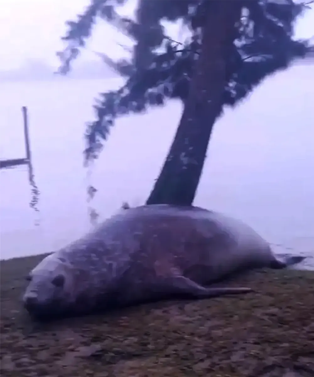 El elefante marino apareci&oacute; en las orillas del Paran&aacute; de las Palmas.