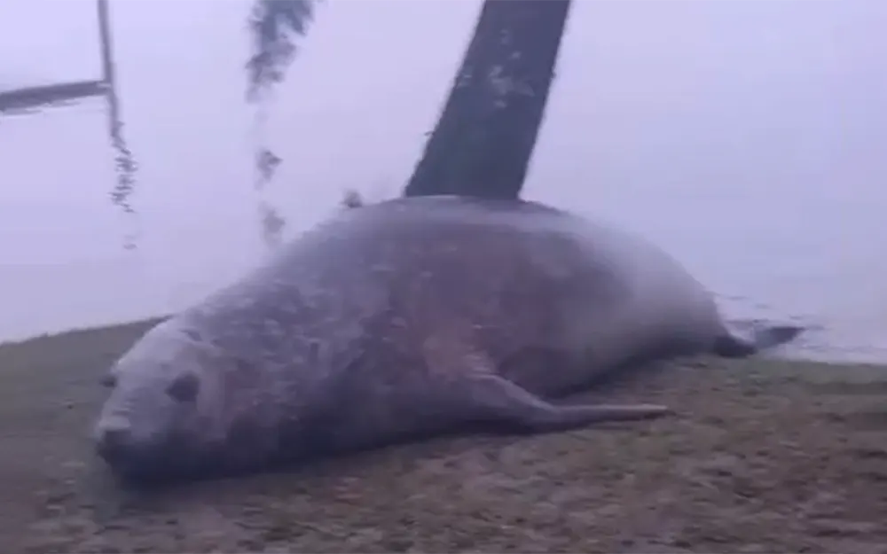 Apareció un elefante marino a orillas del Paraná de las Palmas