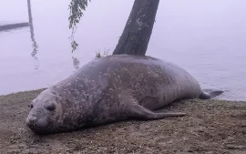 Apareció un elefante marino hembra en el Paraná de las Palmas