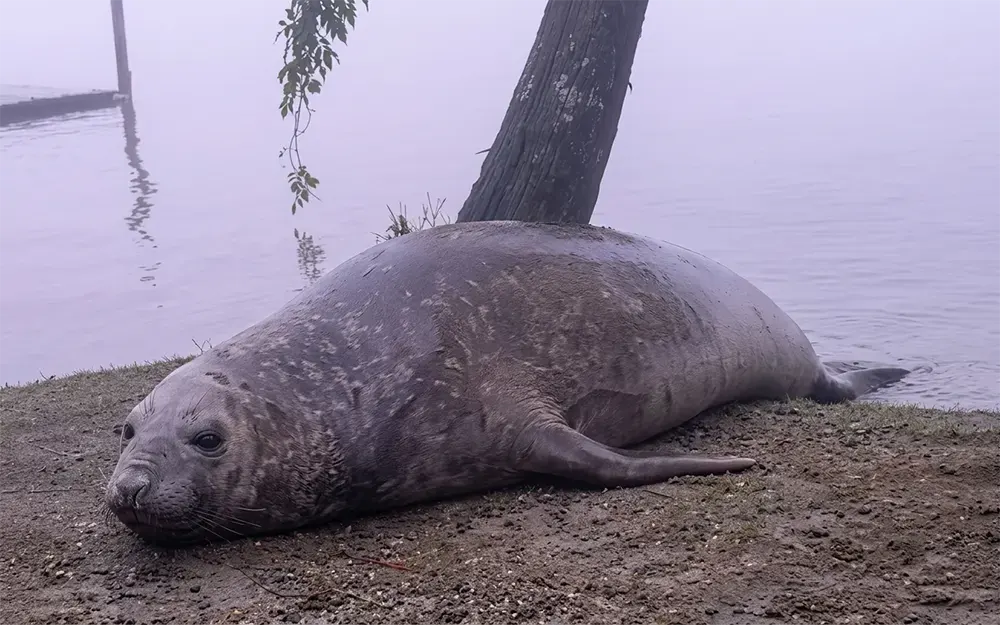 Apareció un elefante marino hembra en el Paraná de las Palmas
