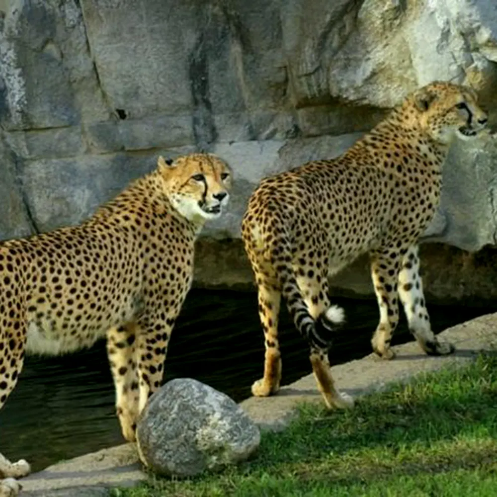 Dos yaguaret&eacute;s en Temaik&egrave;n.
