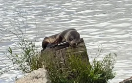 Lobo marino joven posado sobre un tronco en las riberas del Paraná de las Palmas.