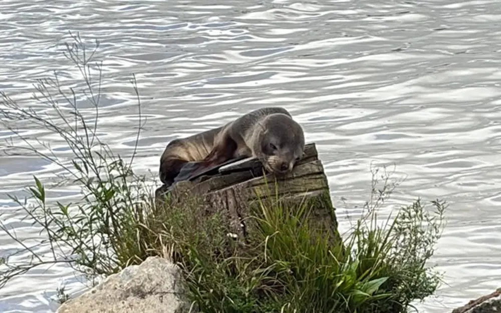 Rescataron a un lobo marino a orillas del Paraná de las Palmas